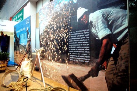Exposició del cigronet de l'Alta Anoia Exposició del cigronet de l'Alta Anoia