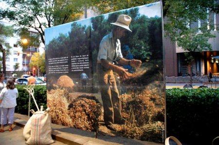 Exposició del cigronet de l'Alta Anoia Exposició del cigronet de l'Alta Anoia