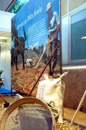 Exposició del Cigronet de l'Alta Anoia Exposició del Cigronet de l'Alta Anoia